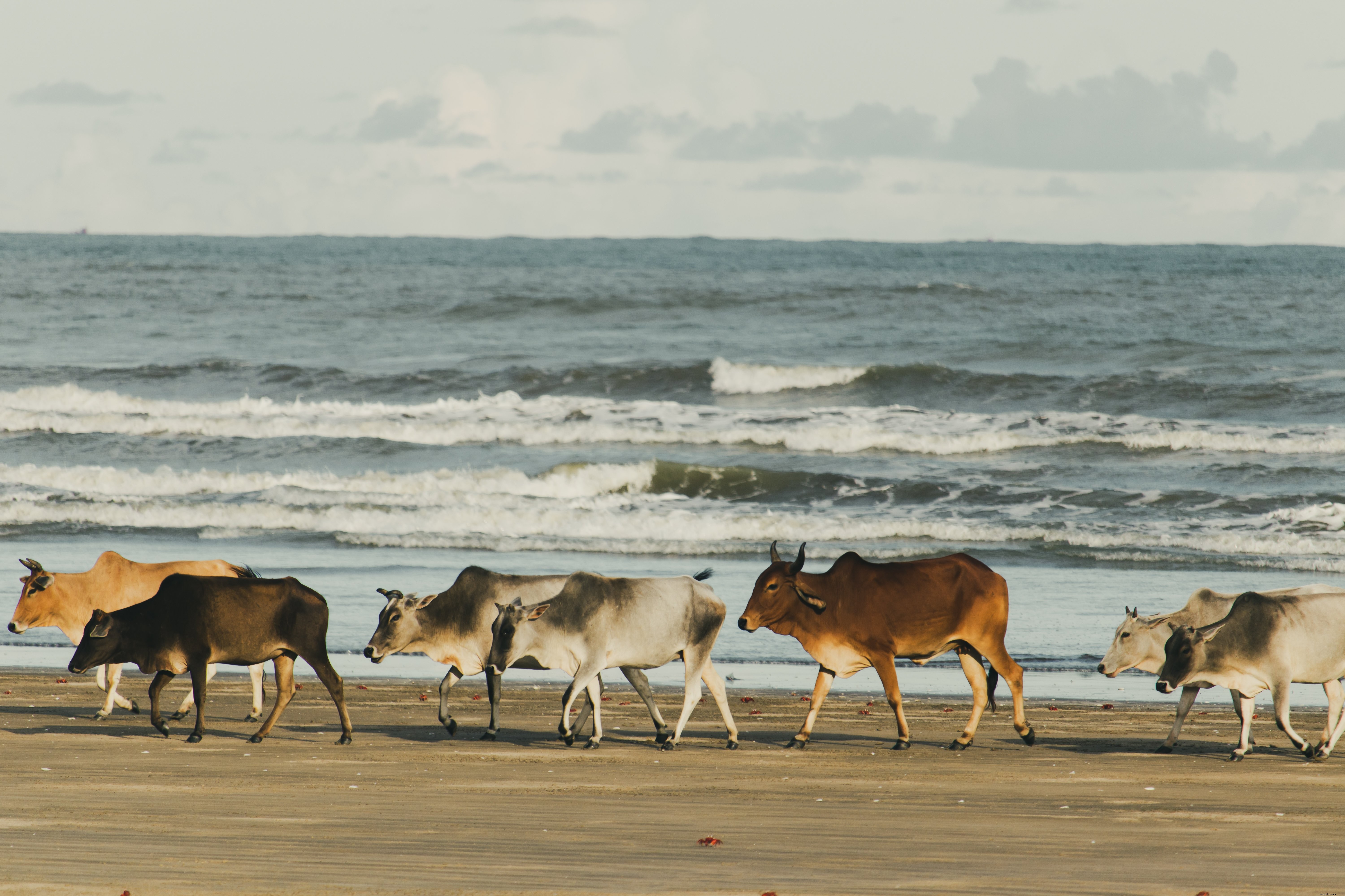 Captivating Photo: Cows Strolling Peacefully Along the Beach