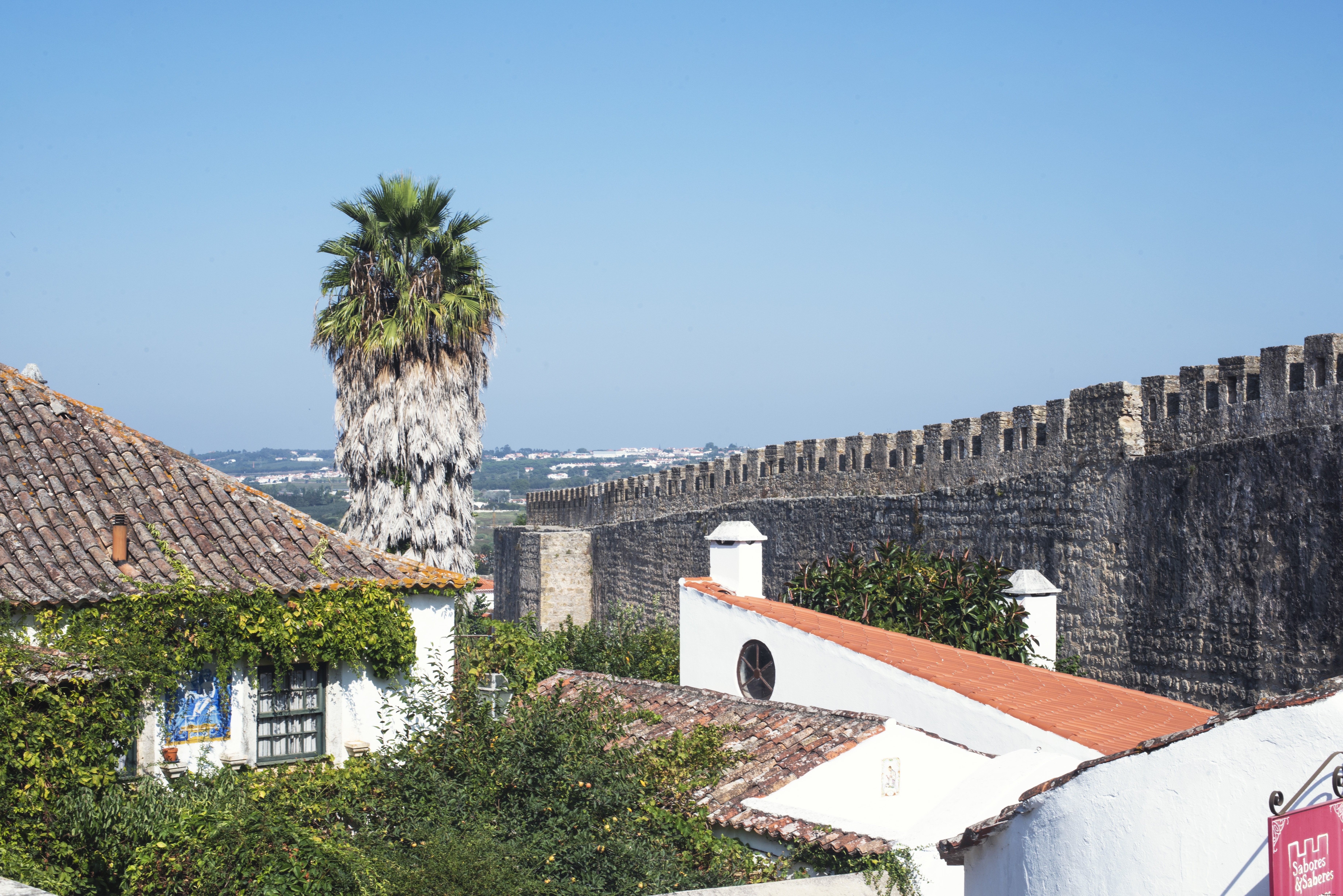 Majestic Tall Tree Towering Over Ancient Wall at the Horizon – Stunning Photo