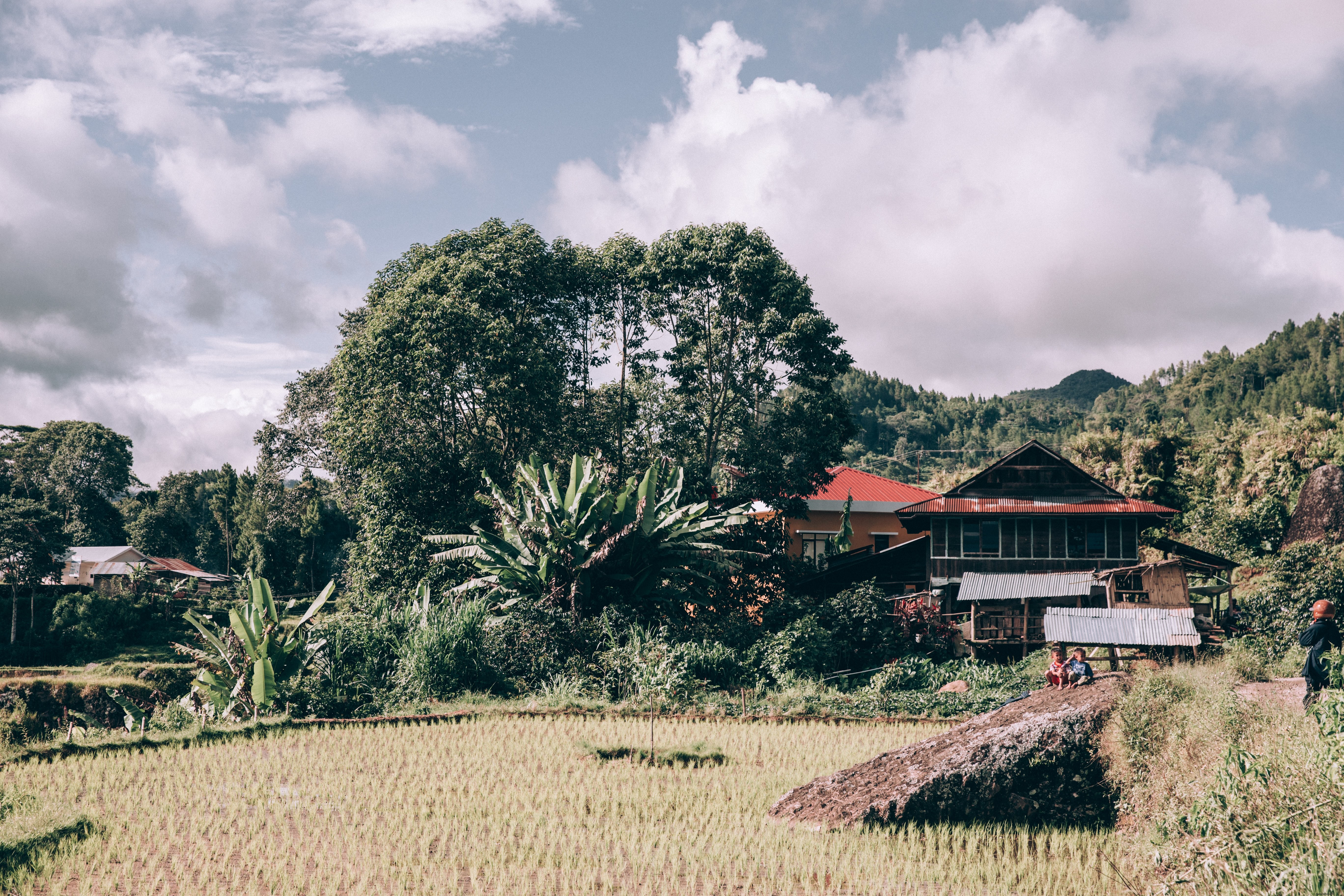 Stunning Photo: Lush Trees Towering Over Modest Home Beside Rice Paddies