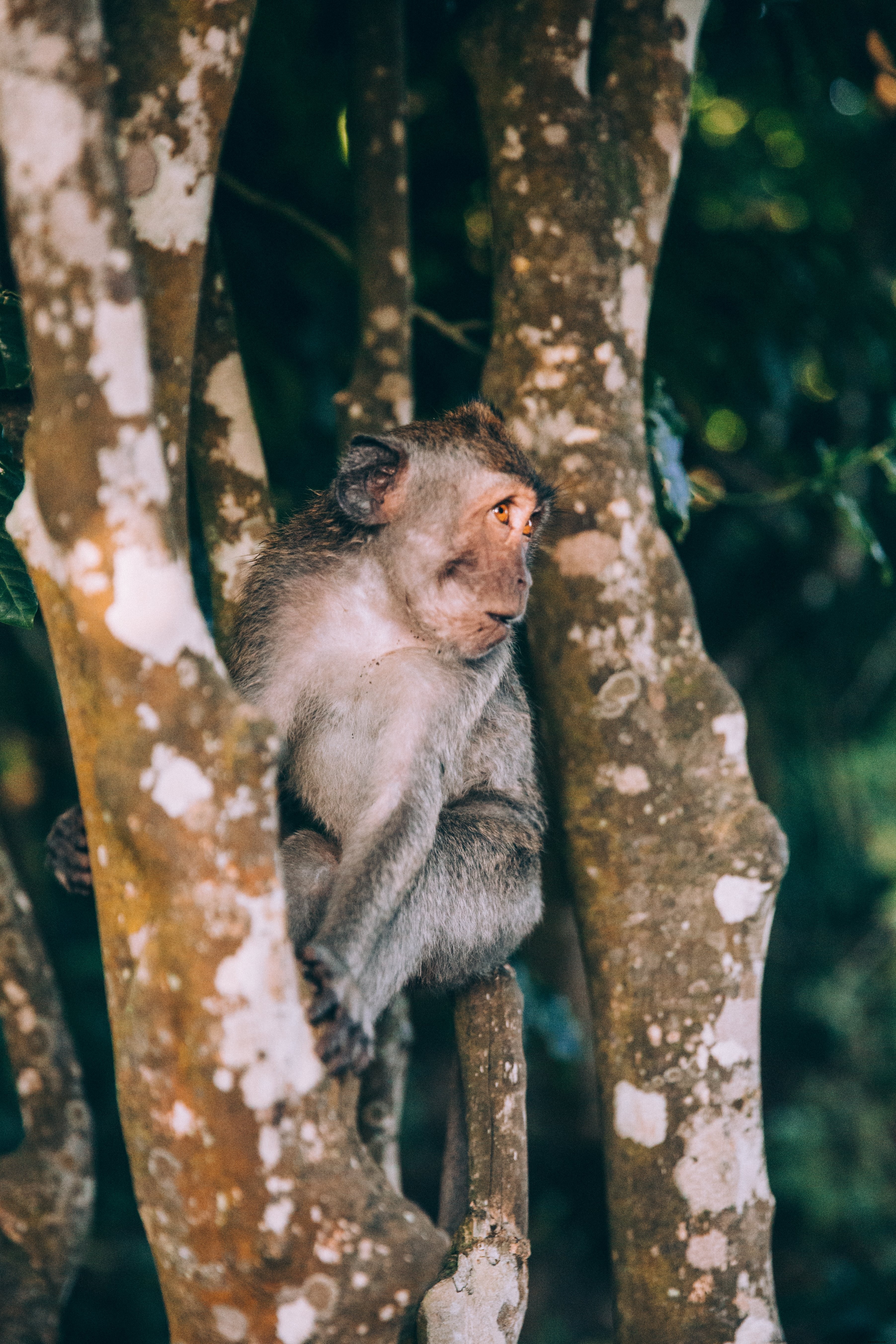 Adorable Baby Monkey s Startled Expression in Tree – Stunning Wildlife Photo