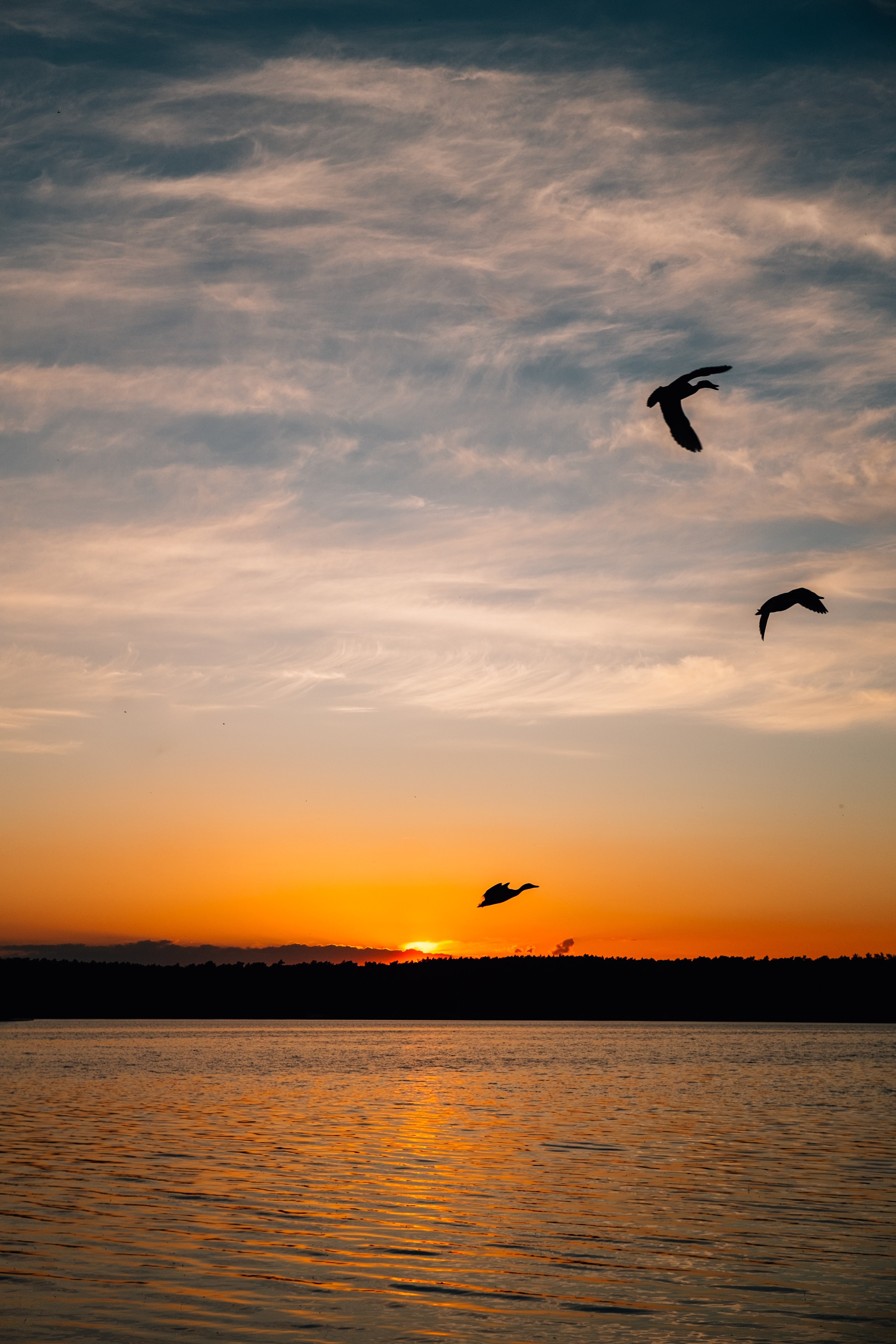 Stunning Birds Silhouetted Against a Vibrant Setting Sun – Captivating Photo