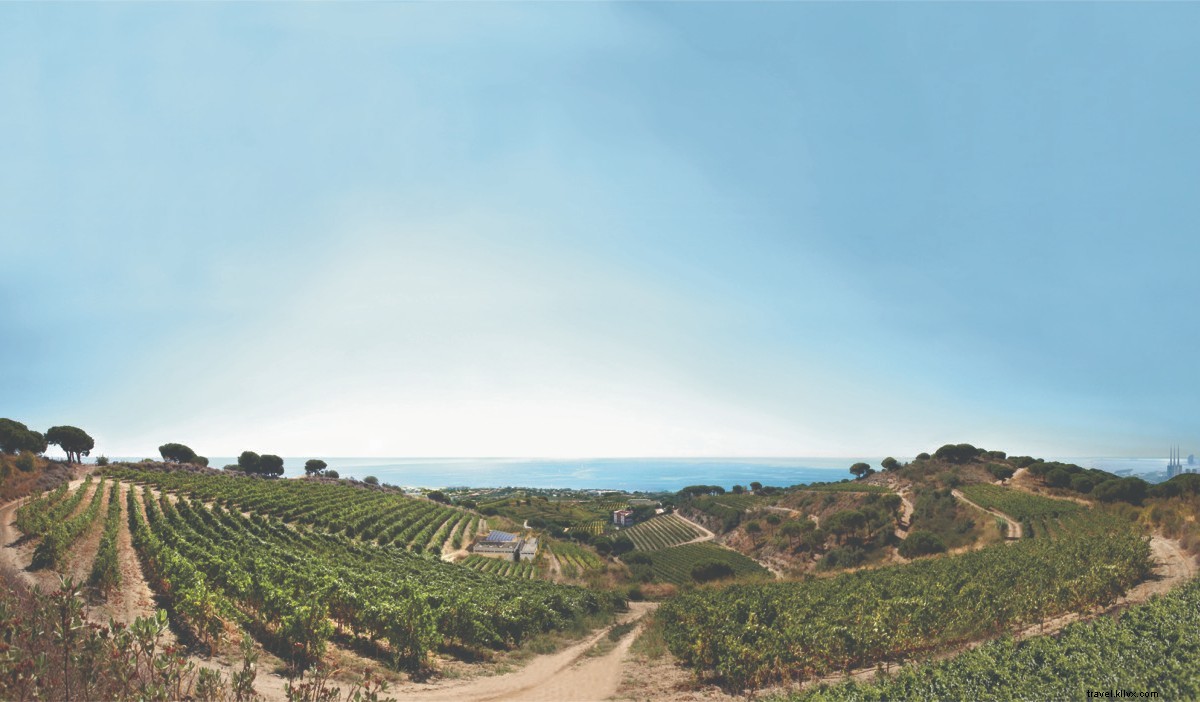 Explore Spain s Cava Landscapes: Your Guide to Sparkling Wine Bliss