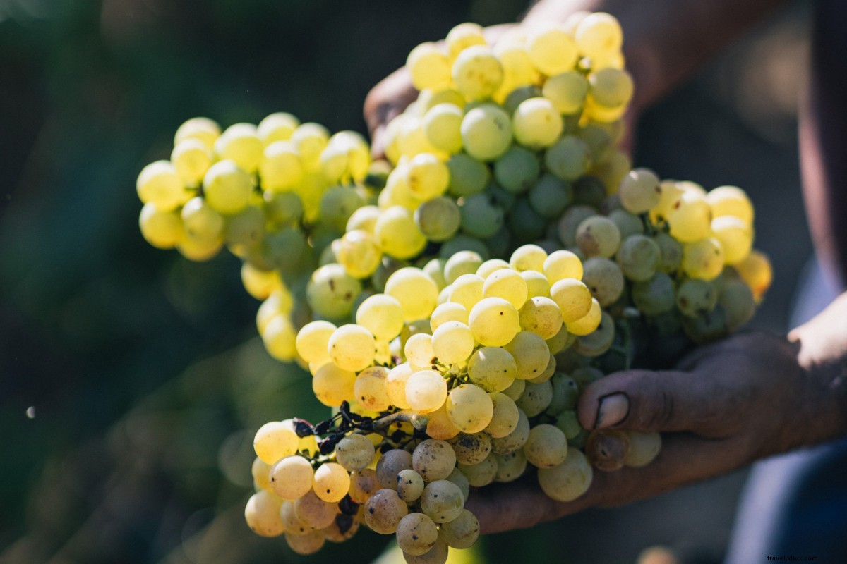 Explore Spain s Cava Landscapes: Your Guide to Sparkling Wine Bliss