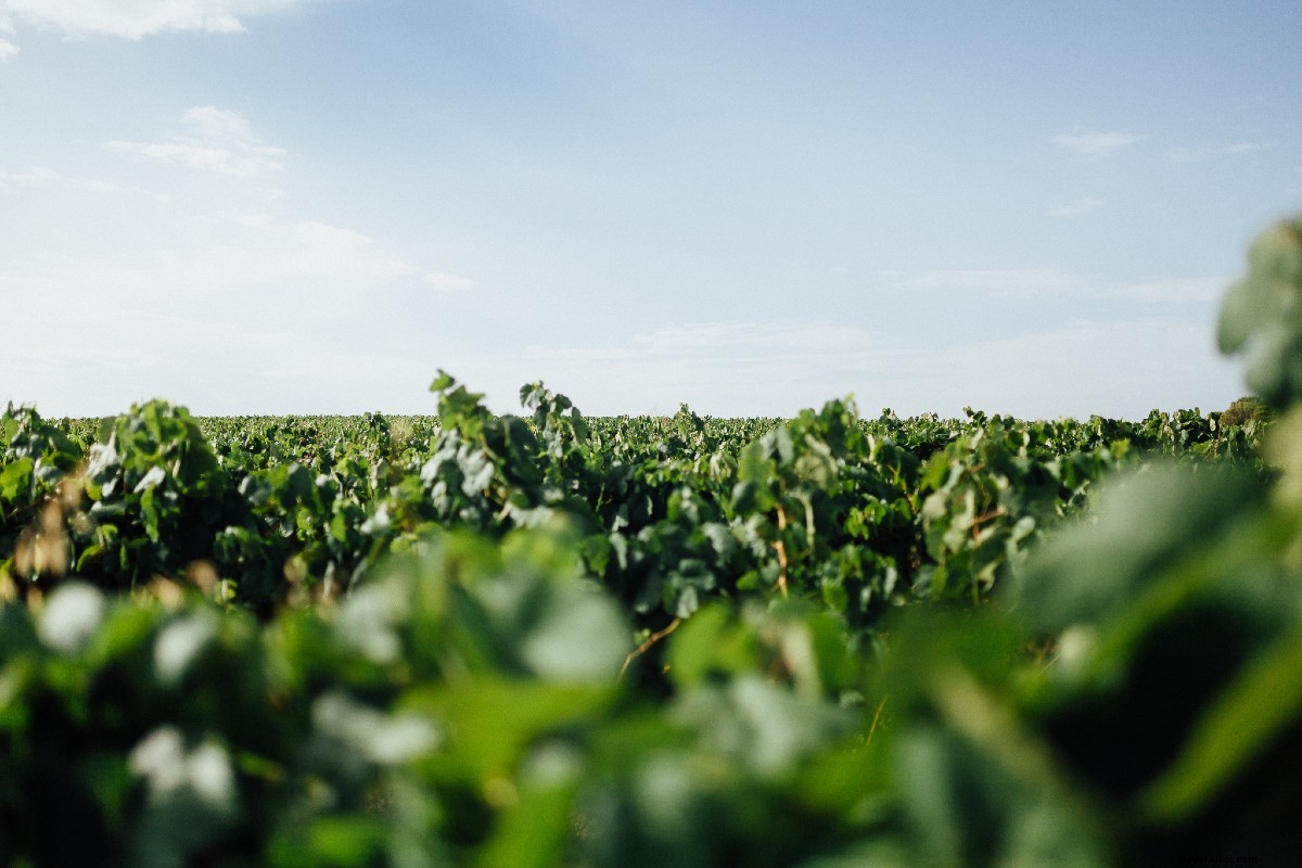 Host a Spanish Dinner Party: Your Virtual Vacation to Spain with Cava