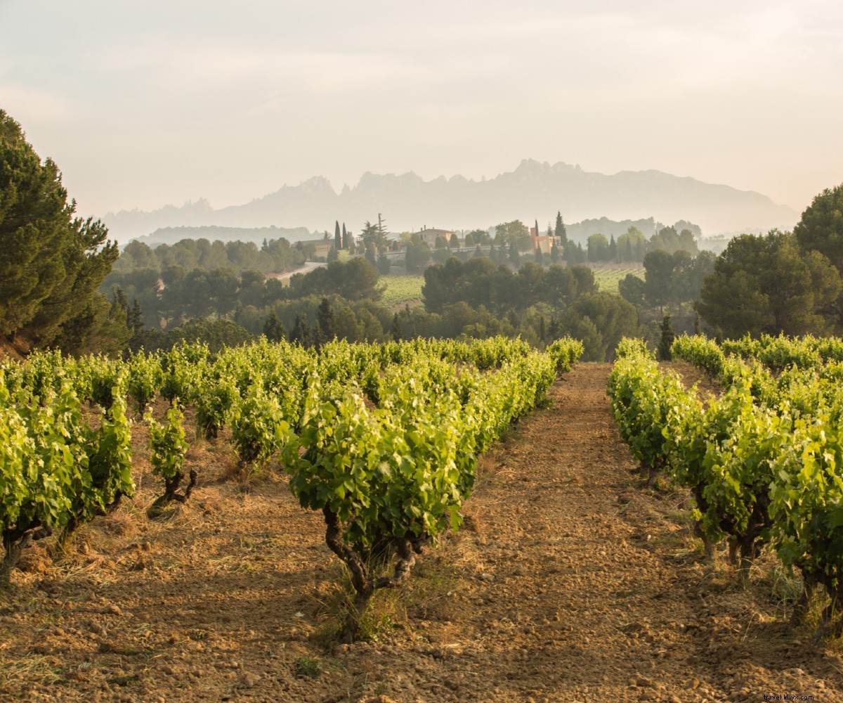 Elevate Your Meals with Sparkling Cava: The Perfect Summer Pairing