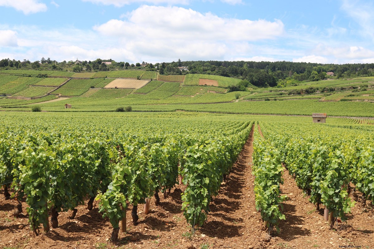 Cycling Through Burgundy Vineyards: Wine, Relaxation & Adventure from Beaune