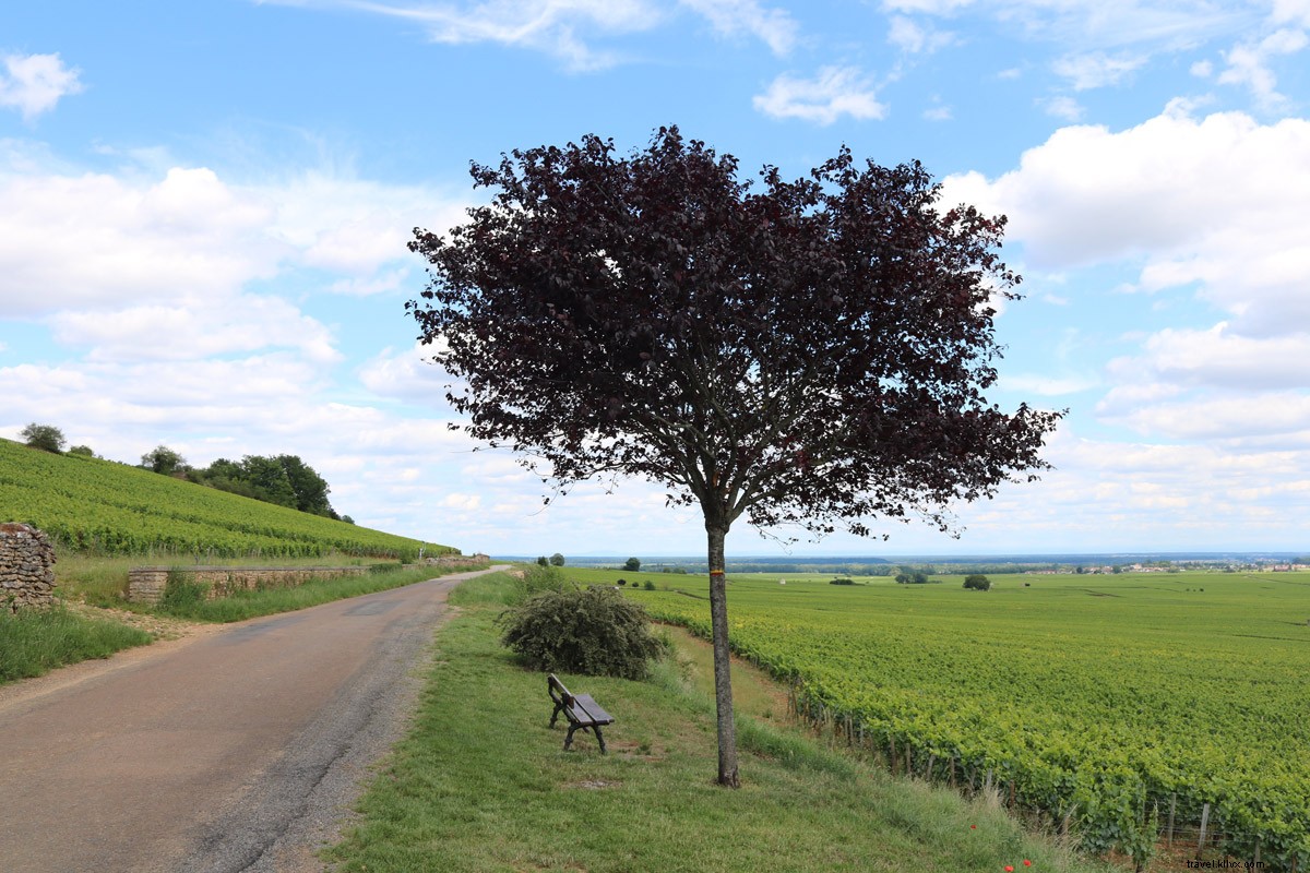 Cycling Through Burgundy Vineyards: Wine, Relaxation & Adventure from Beaune