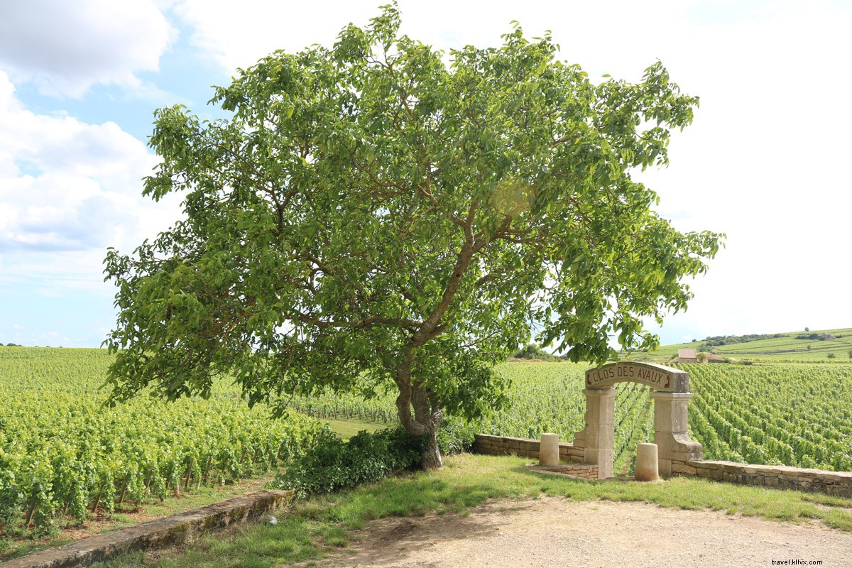 Cycling Through Burgundy Vineyards: Wine, Relaxation & Adventure from Beaune