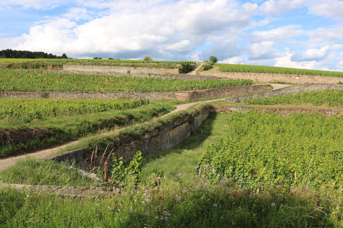 Cycling Through Burgundy Vineyards: Wine, Relaxation & Adventure from Beaune