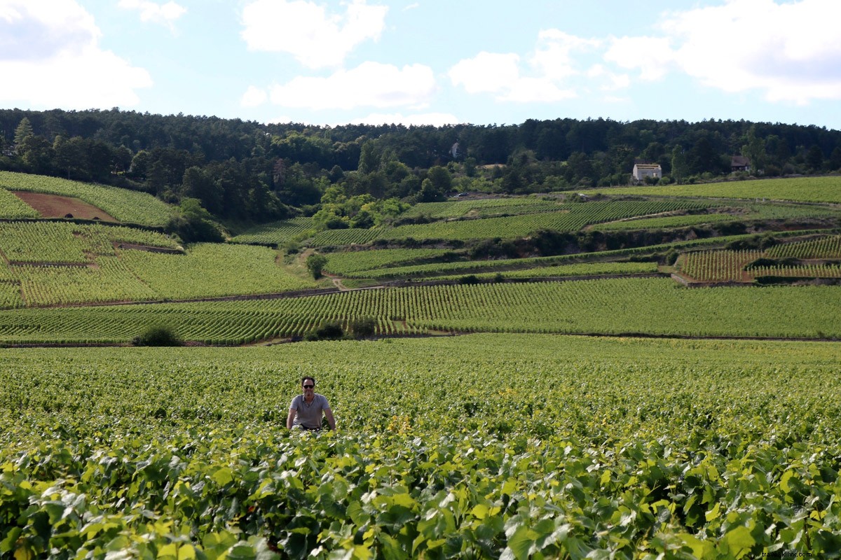 Cycling Through Burgundy Vineyards: Wine, Relaxation & Adventure from Beaune