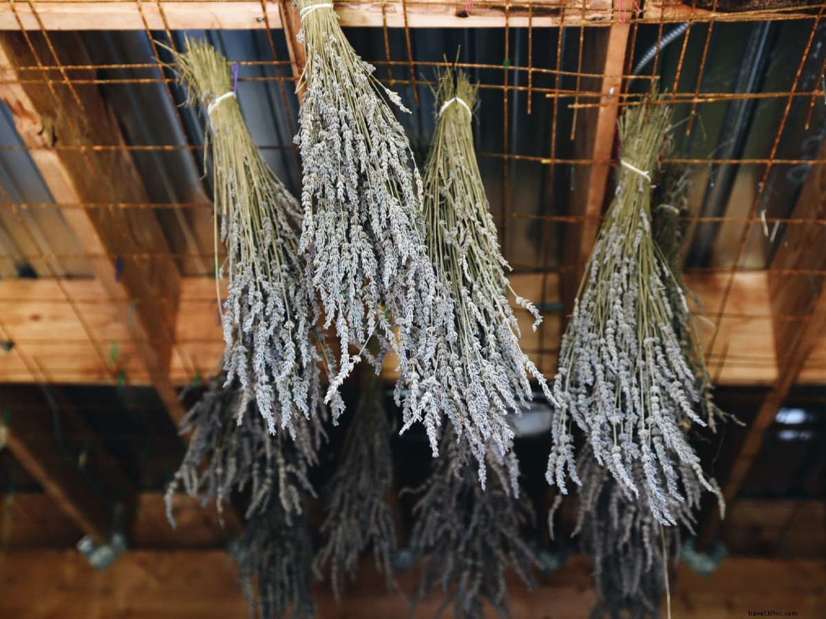 Discover the Sweetest U-Pick Spots Along Lake Michigan