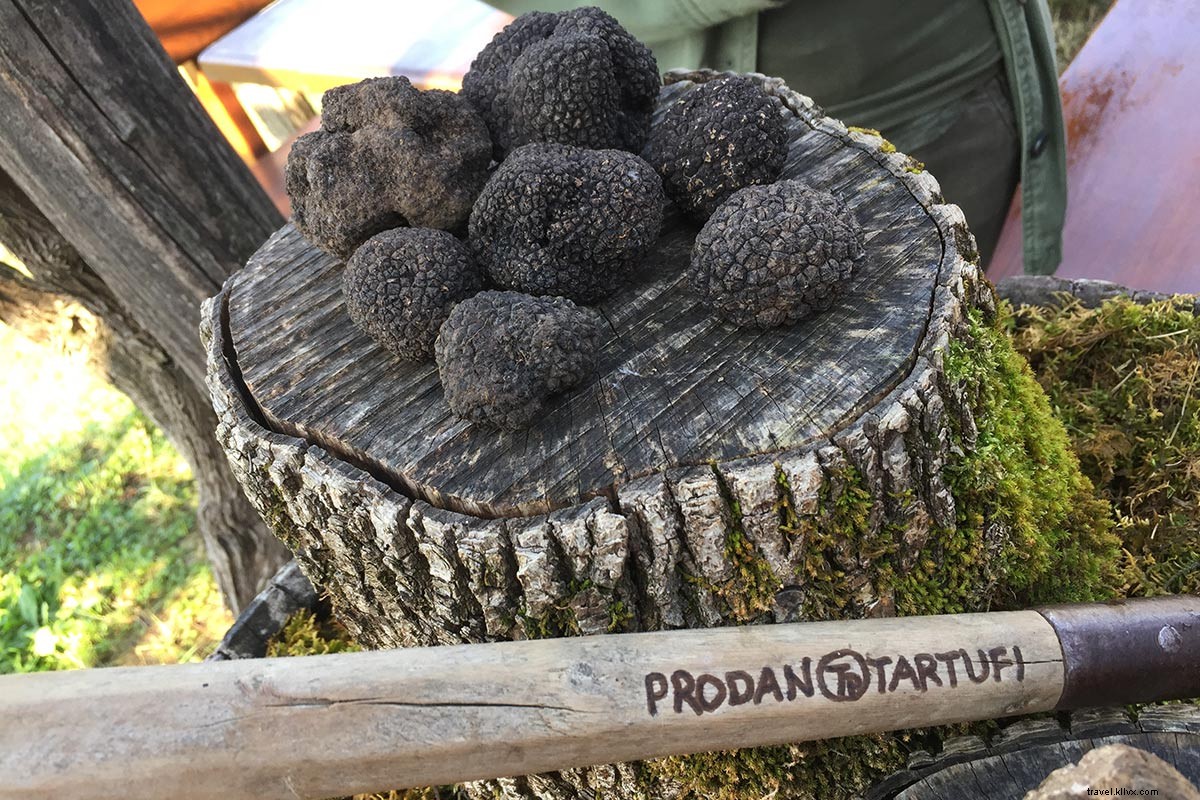 Truffle Hunting with Dogs in Croatia s Istria: Unearthing Black Gold