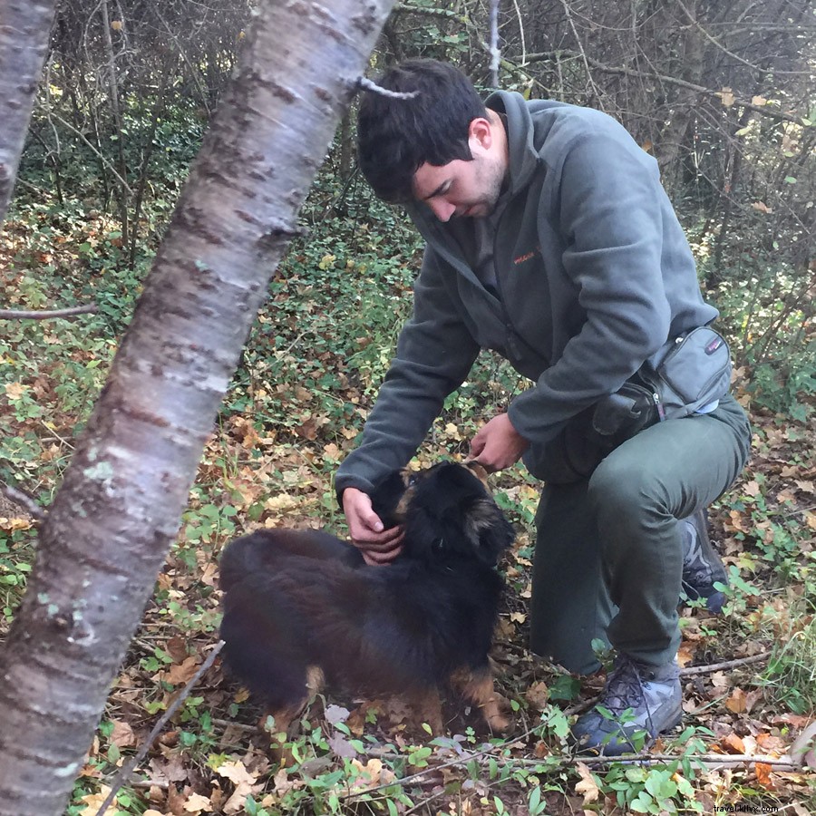 Truffle Hunting with Dogs in Croatia s Istria: Unearthing Black Gold