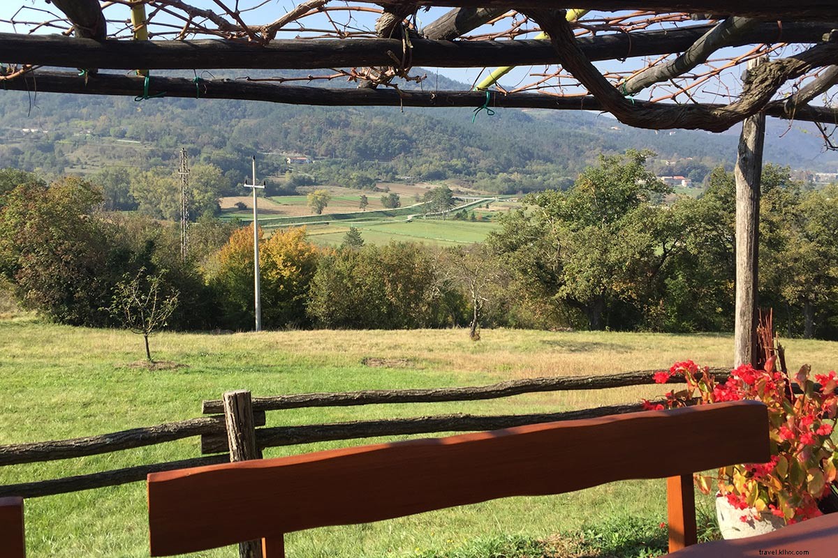 Truffle Hunting with Dogs in Croatia s Istria: Unearthing Black Gold