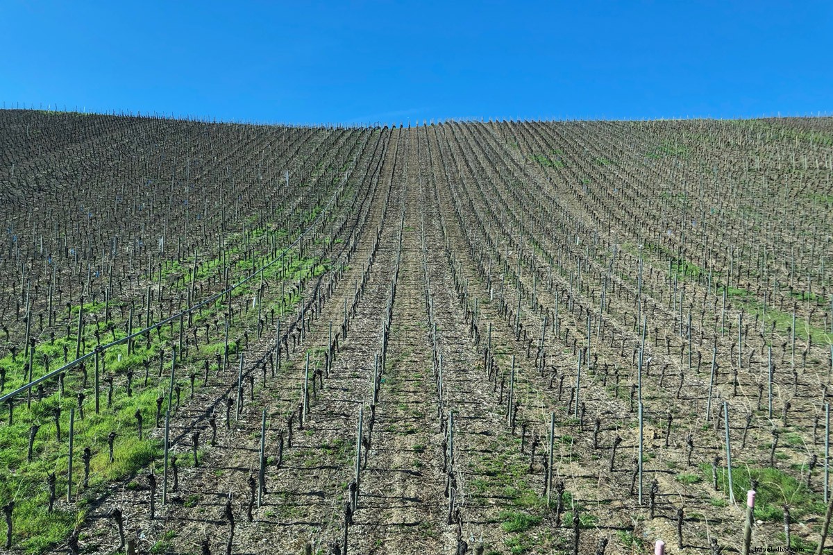 Franconia s Wine Heritage: Bavaria s Enchanting Region Beyond Oktoberfest Beer