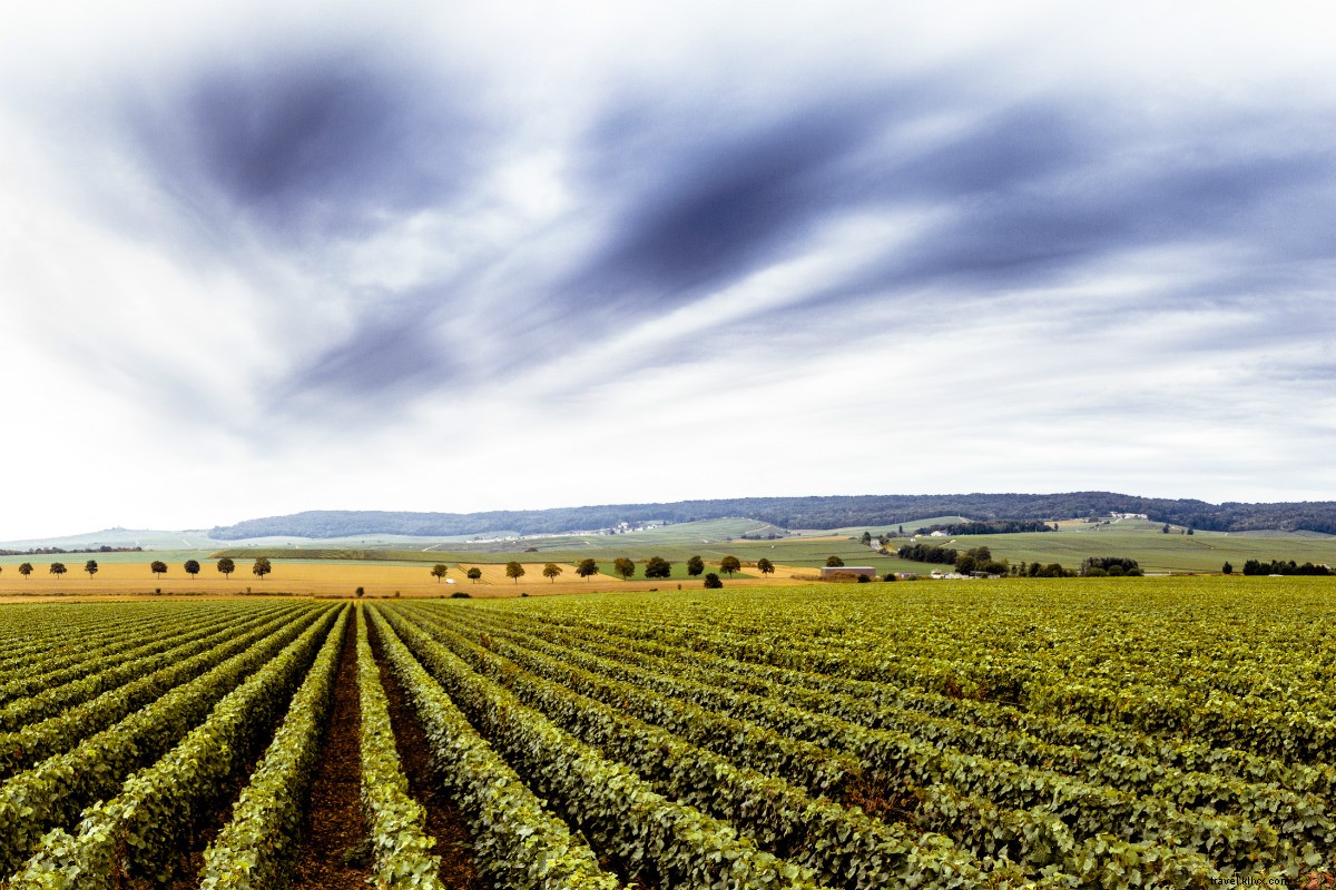 Discover Champagne Like a Winemaker: Insider Tips from Emilien Boutillat