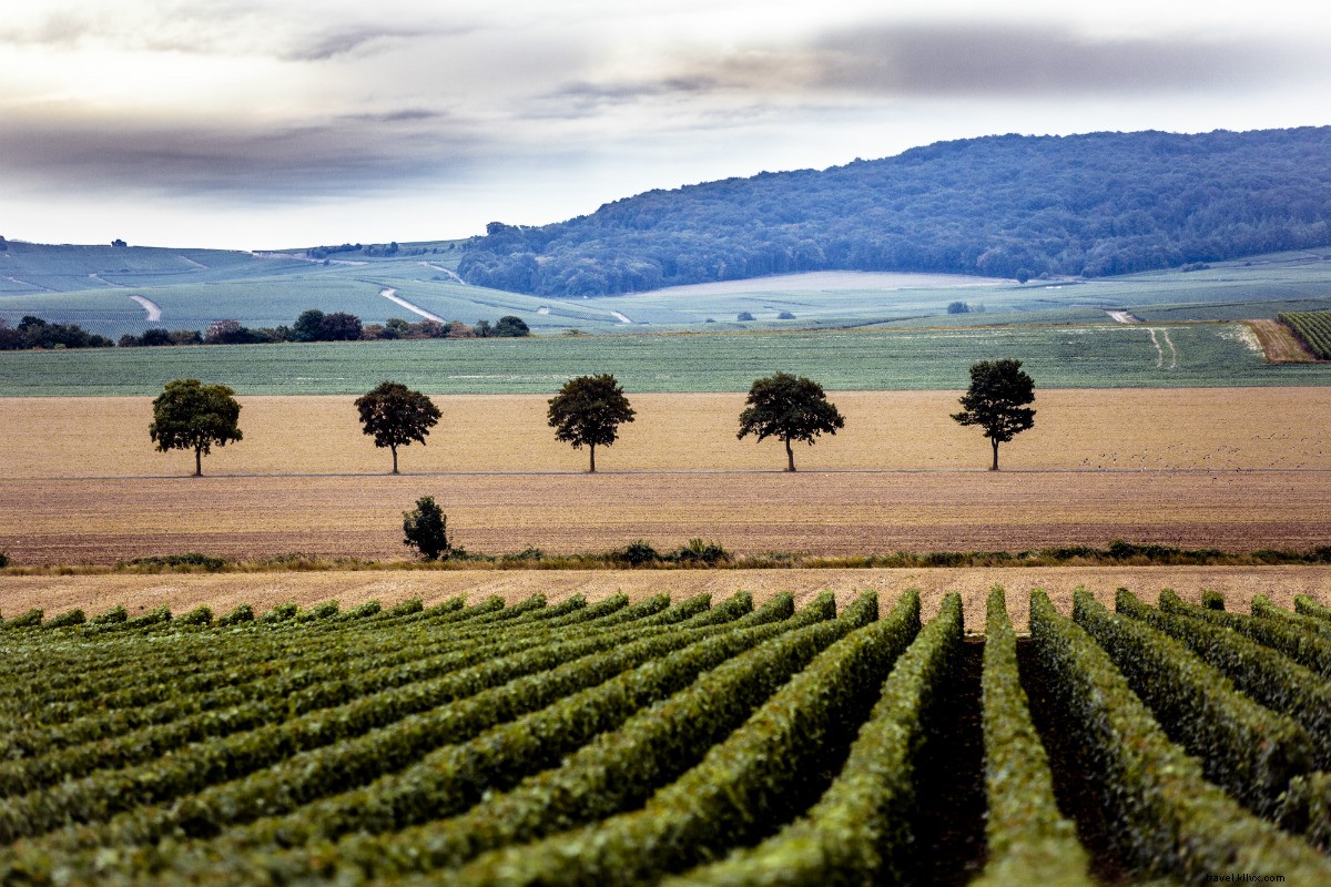 Discover Champagne Like a Winemaker: Insider Tips from Emilien Boutillat