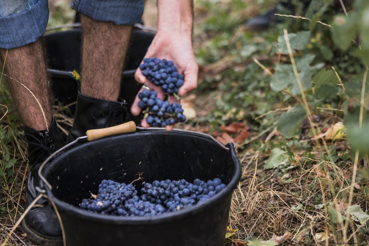 Discover Champagne Like a Winemaker: Insider Tips from Emilien Boutillat