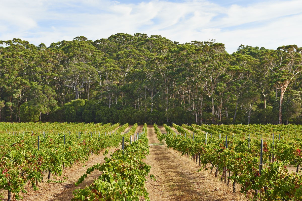 Discover Western Australia s Culinary Gems: Food Adventures on the Other West Coast