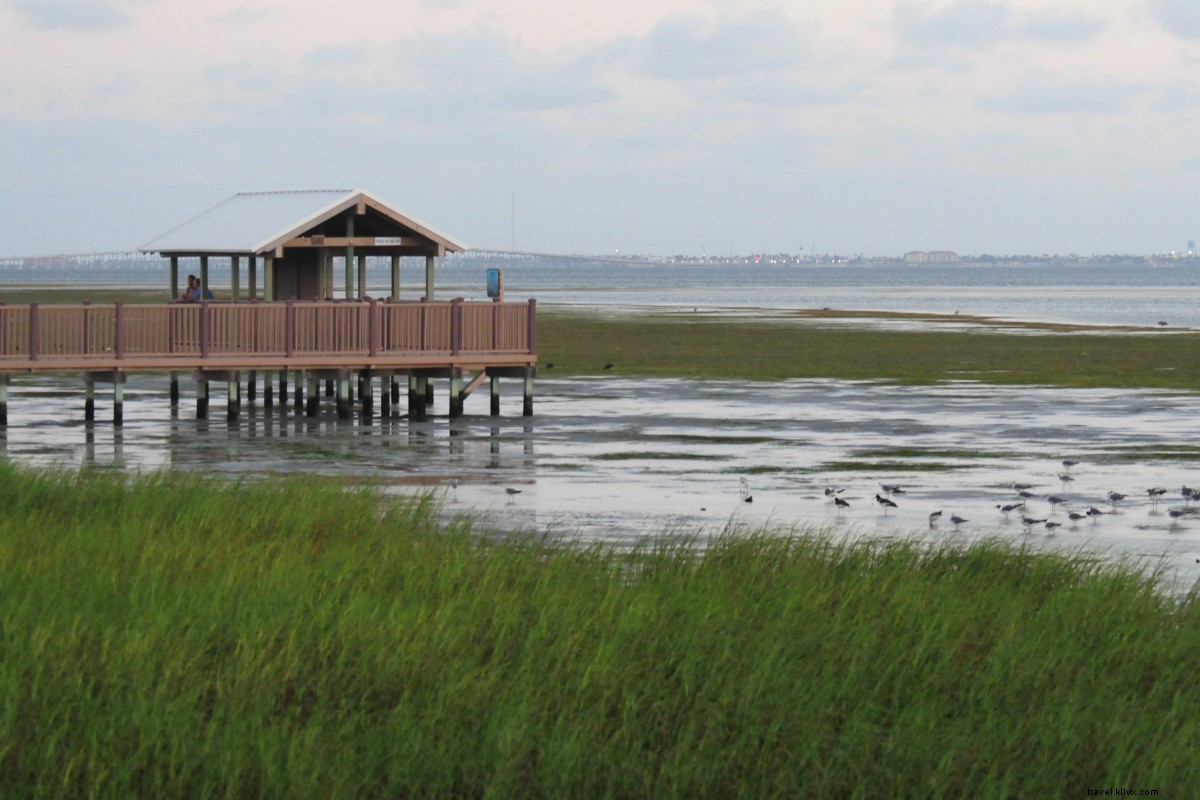 Brownsville, South Texas: A Local s Insider Guide to the Border & Coastal Gem