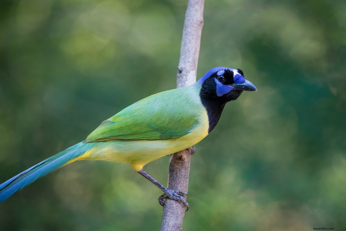 Brownsville, South Texas: A Local s Insider Guide to the Border & Coastal Gem