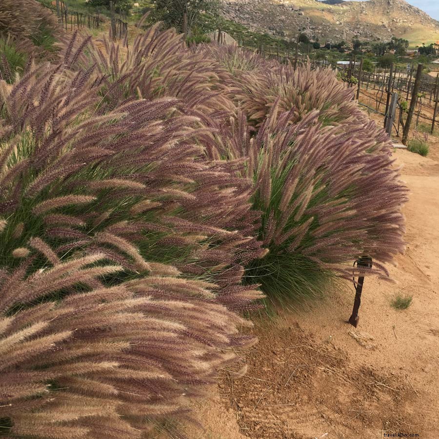 Valle de Guadalupe: Mexico s Emerging Wine Paradise Beyond Tequila