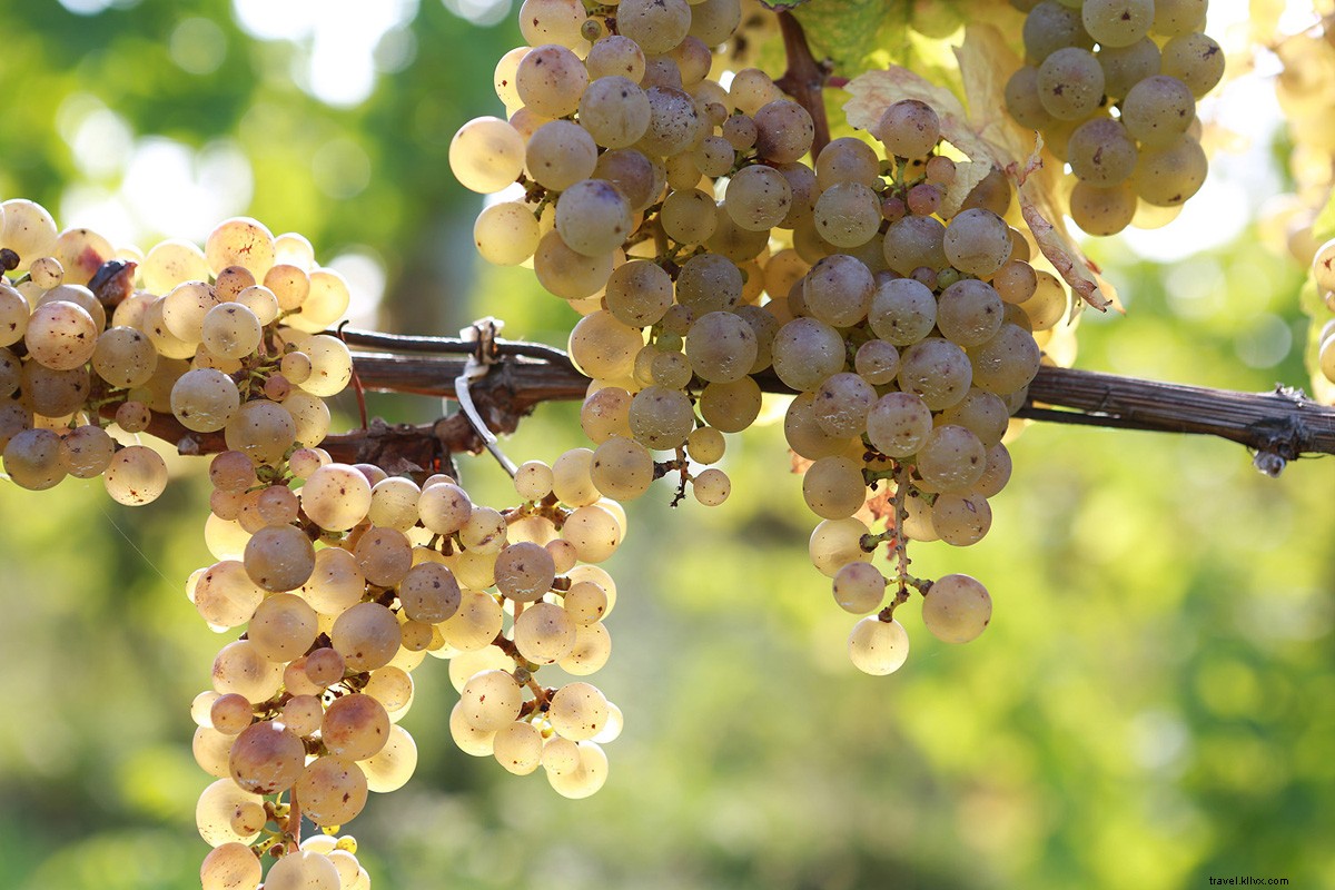 A Sommelier s Guide to the Finger Lakes: Upstate New York s Hidden Wine Gem