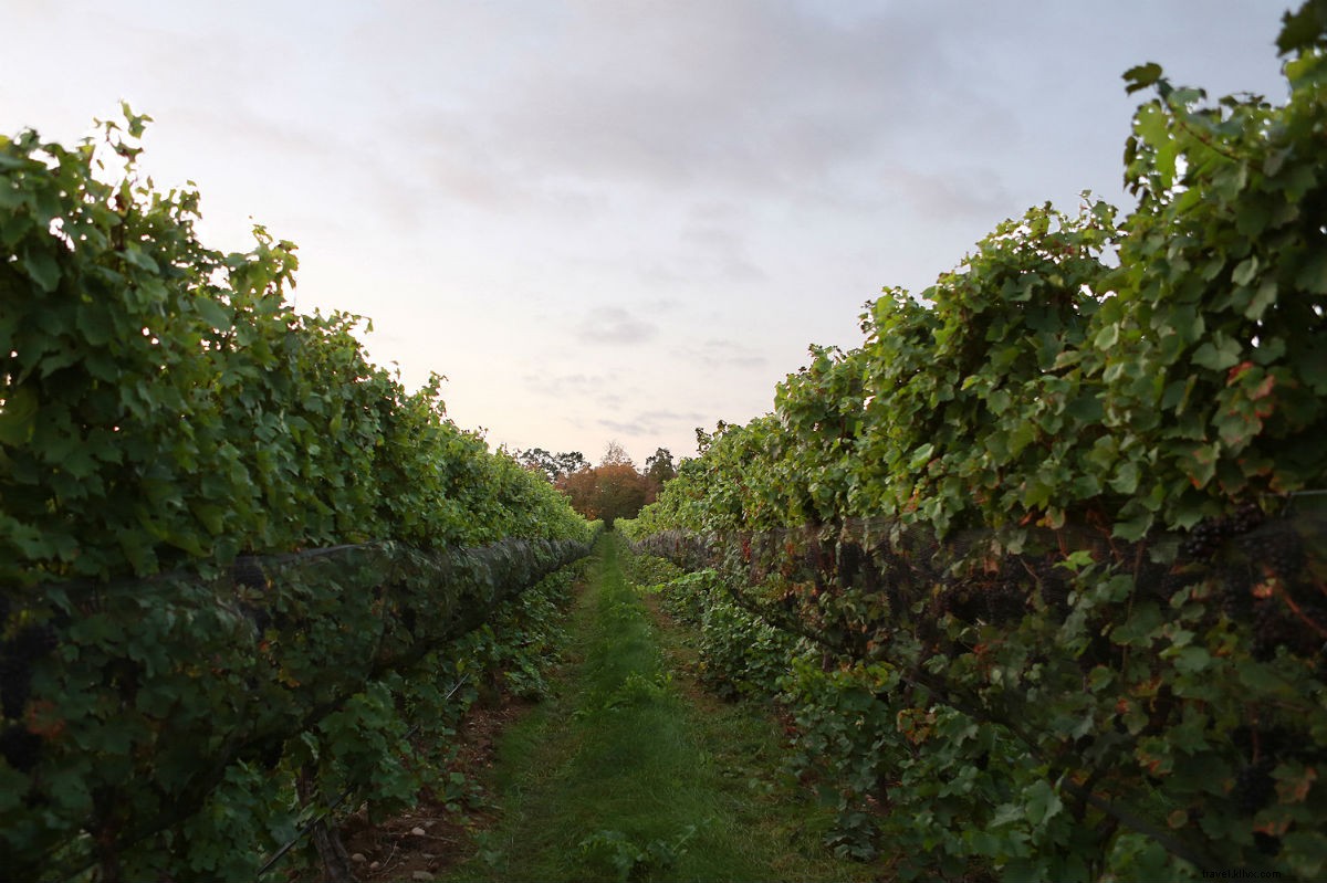 A Sommelier s Guide to the Finger Lakes: Upstate New York s Hidden Wine Gem