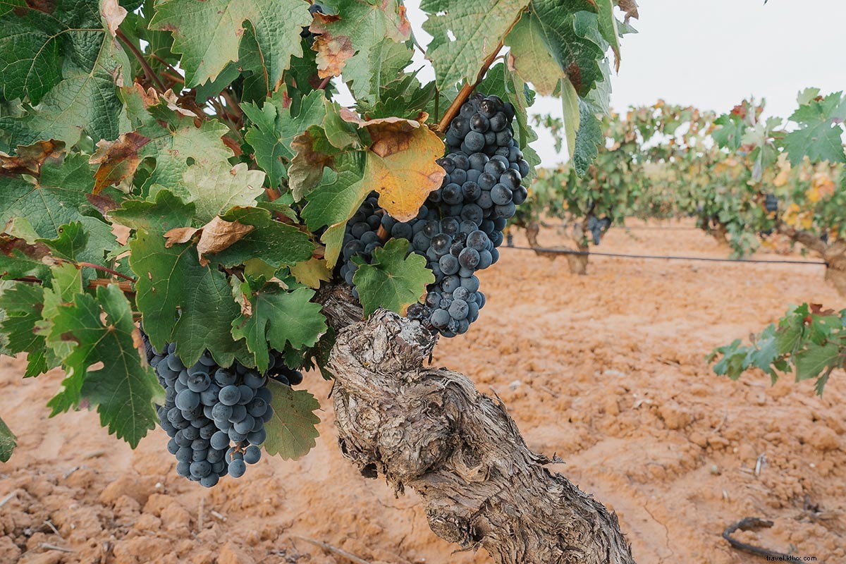 Discover Spain s Hidden Wine Gems: Ribera del Duero & Rueda