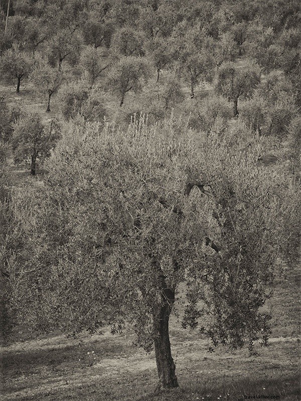 Quest for the World s Finest Extra Virgin Olive Oil: A Day in Umbria