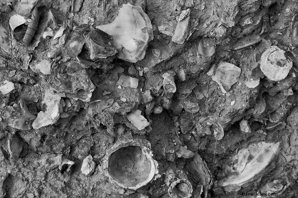 Quest for the World s Finest Extra Virgin Olive Oil: A Day in Umbria