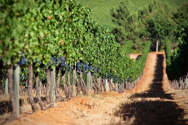 Discover Cape Wine Country: Essential Guide for First-Time Visitors