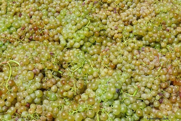 Discover Cape Wine Country: Essential Guide for First-Time Visitors