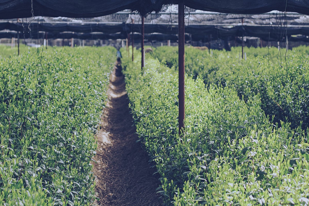 Matcha 101: How to Make Japan s Exquisite Espresso Alternative