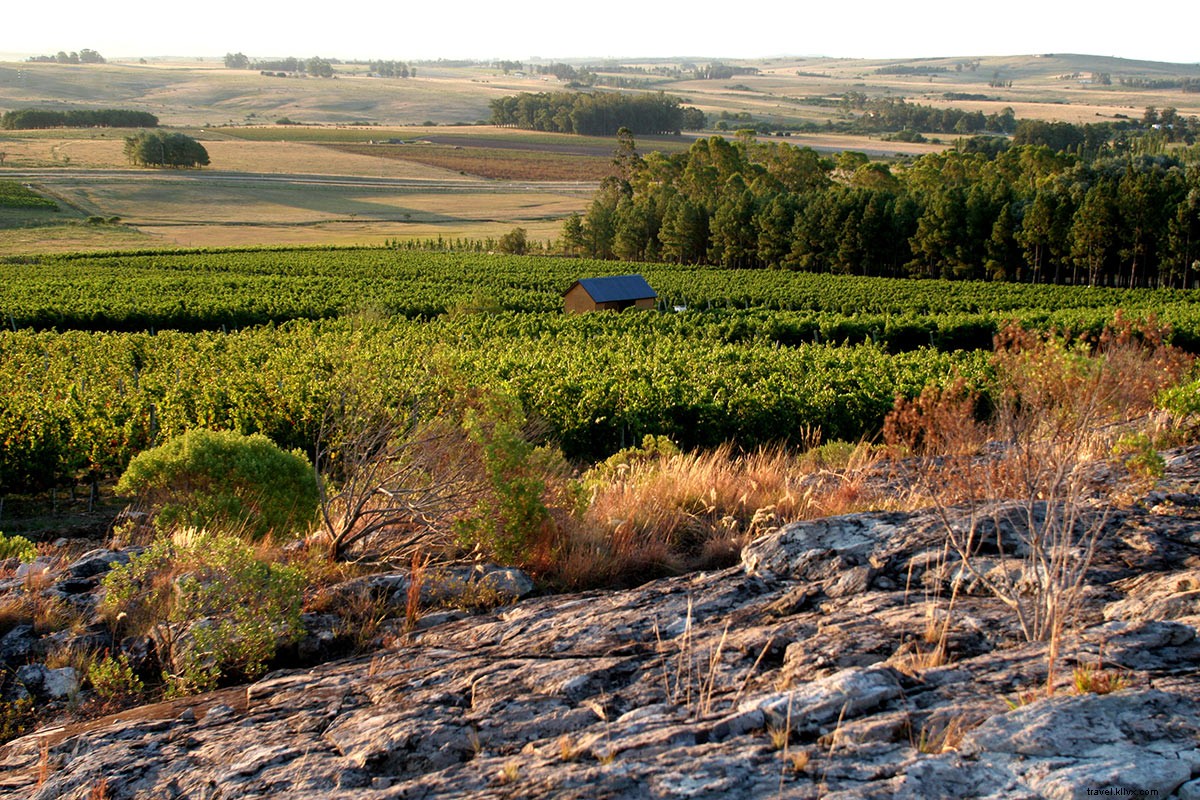 Uruguay s Exceptional Wines: A South American Journey Worth the Trip