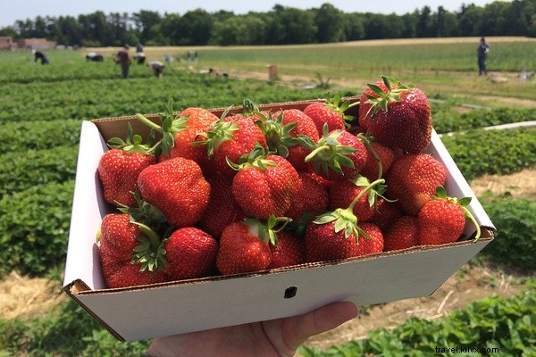 From Fork to Farm: A Road Trip Exploring New England s Thriving Farm-to-Table Scene