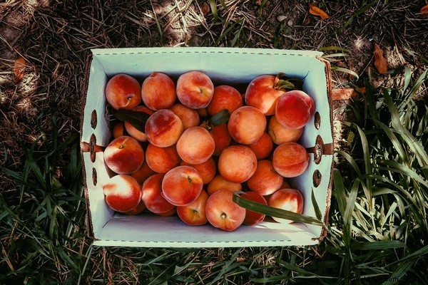 From Fork to Farm: A Road Trip Exploring New England s Thriving Farm-to-Table Scene