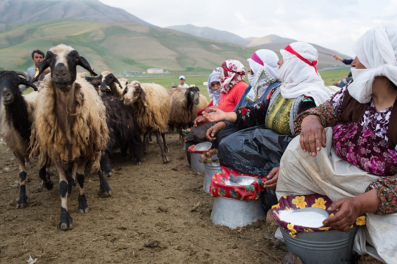 Van, Turkey s Dedicated Milkmaids: Milking Sheep & Goats for Traditional Cheese