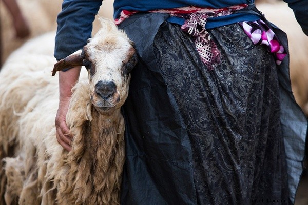 Van, Turkey s Dedicated Milkmaids: Milking Sheep & Goats for Traditional Cheese
