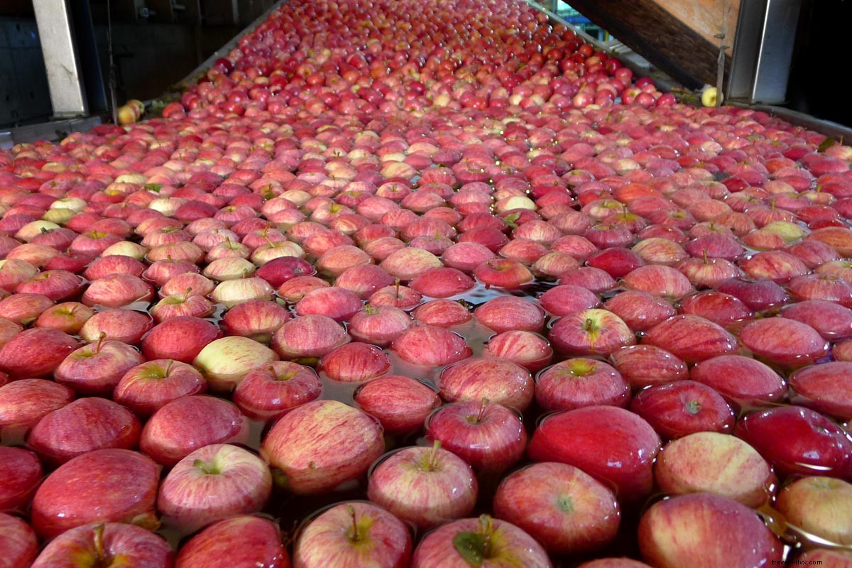 From Orchard to Table: Inside Chile s Colchagua Valley Apple Farms