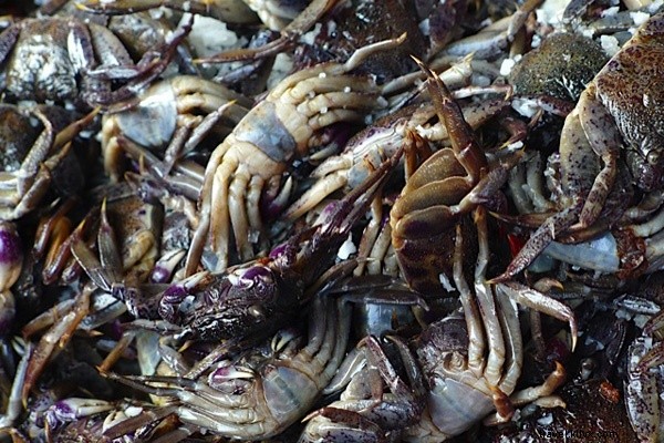 Muay Thai Kickboxing and Authentic Thai Stir-Fries: A NYC Chef s Culinary Journey Through Thailand