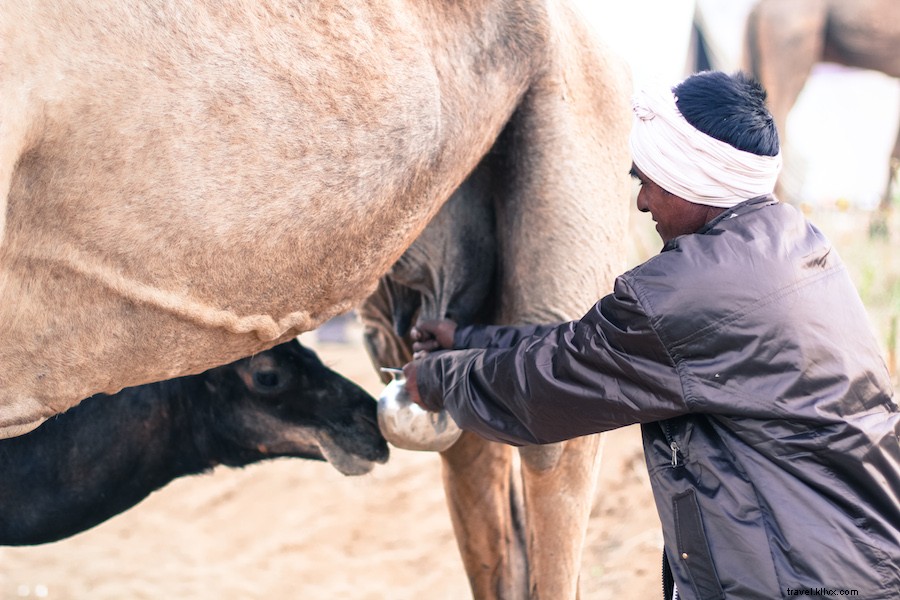 Authentic Camel Milk Chai in Pushkar: A Rajasthan Tradition