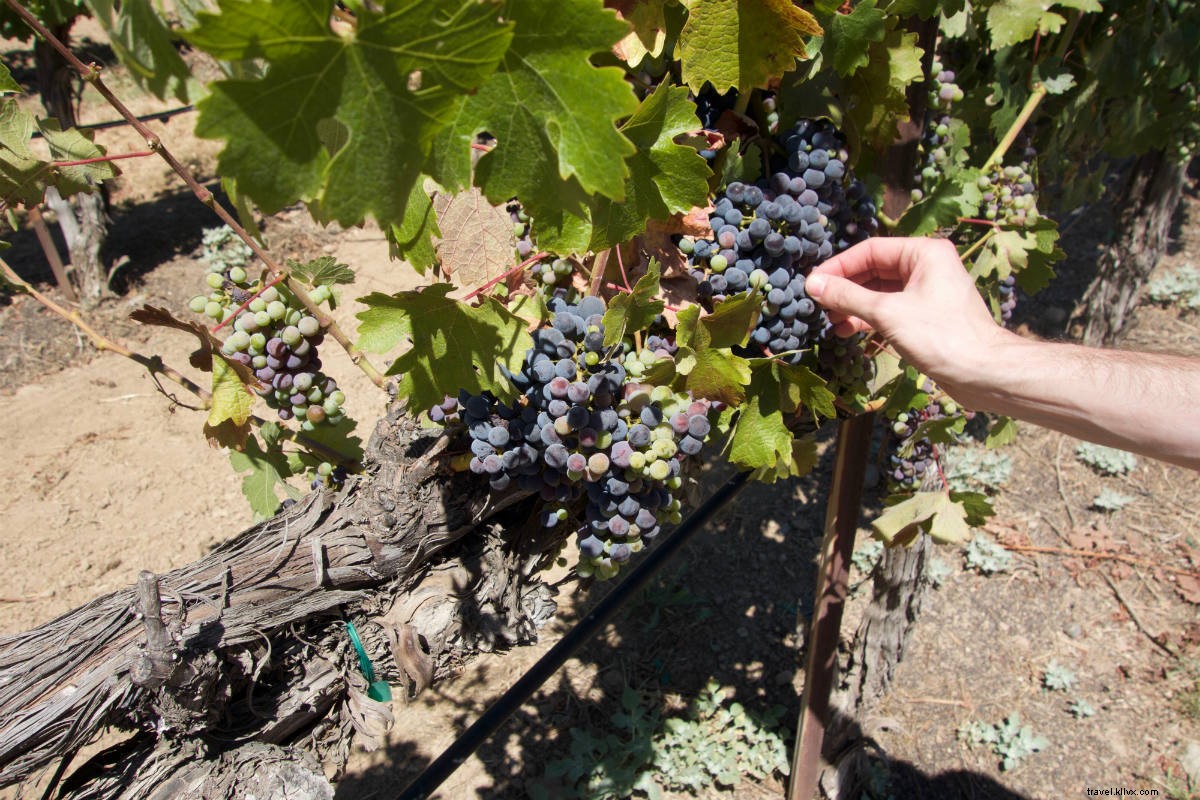 Vineyard Romance: A Couple s Pre-Honeymoon Road Trip Through Napa and Sonoma