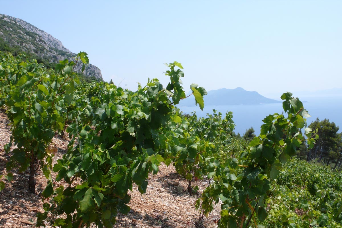 Discovering Dalmatia s Vineyards: A Journey Through Croatia s Coastal Wine Heritage