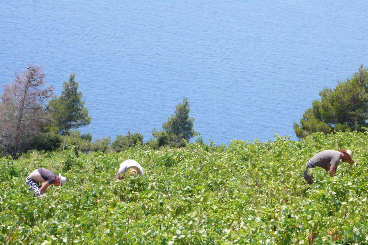 Discovering Dalmatia s Vineyards: A Journey Through Croatia s Coastal Wine Heritage