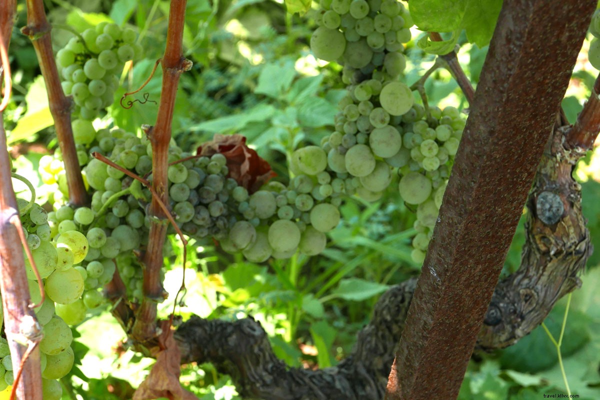 Discovering Dalmatia s Vineyards: A Journey Through Croatia s Coastal Wine Heritage