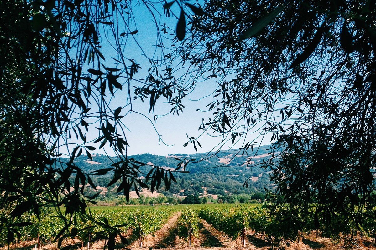 A Day of Viticulture, Swimming & Feasts at Francis Ford Coppola s Sonoma Winery