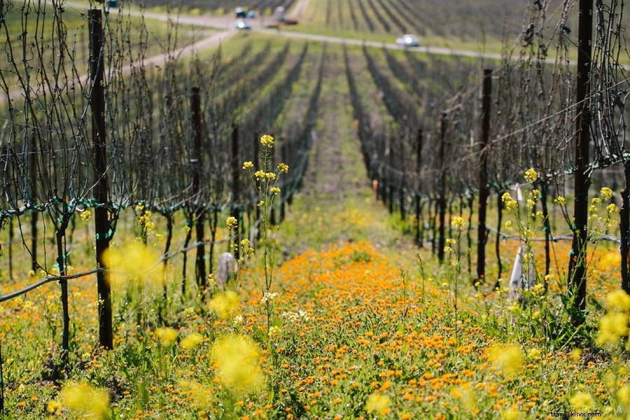 Ultimate Wine Tour Guide: Discover Napa and Sonoma Valleys