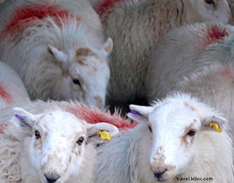 Discover Wales  Culinary Gems: Farming, Foraging, and Feasting Adventures