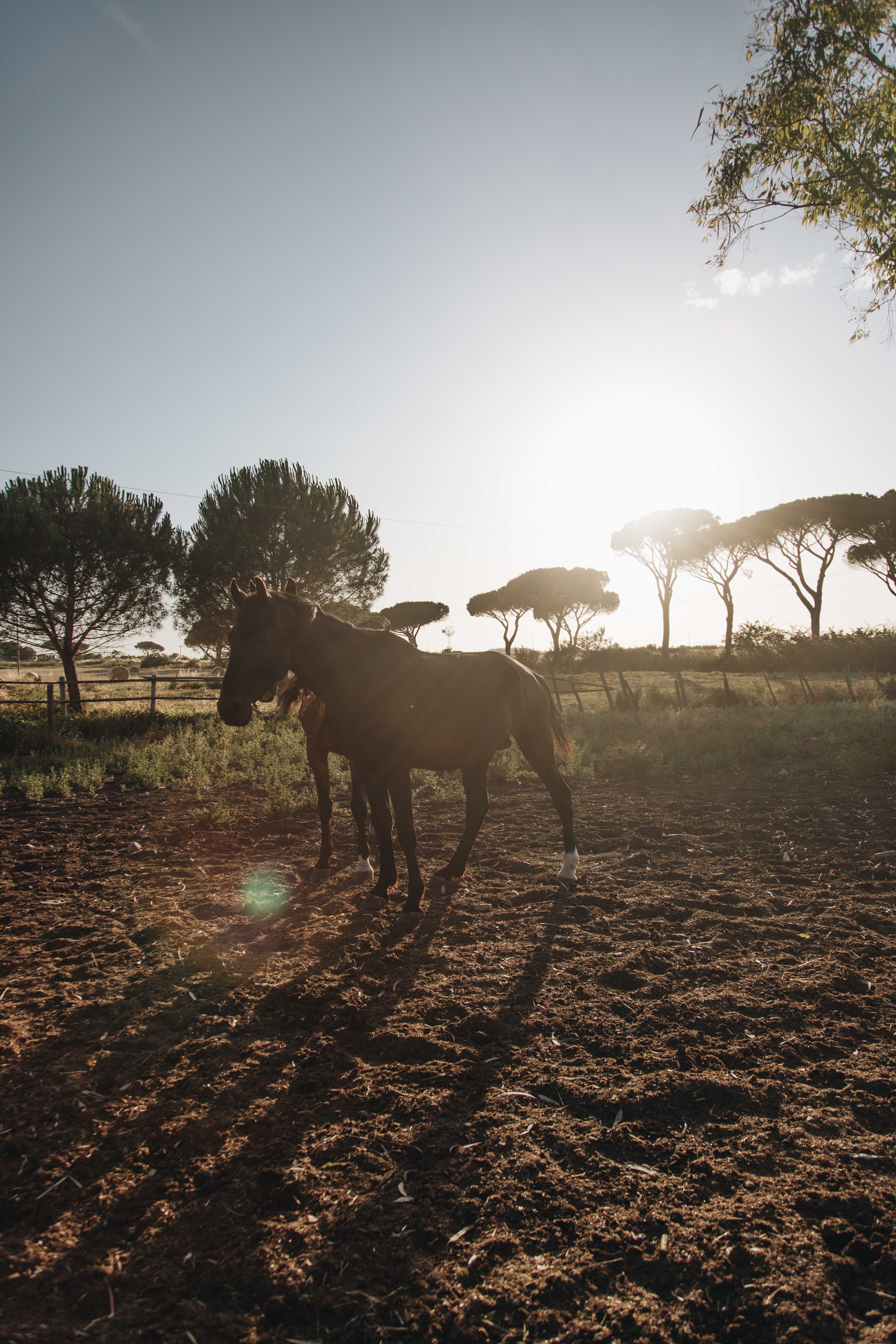 Majestic Saddled Horses: Stunning Equestrian Photo